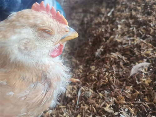 加芪康治疗肉鸡感冒