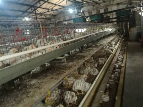 赫林太治疗新城疫