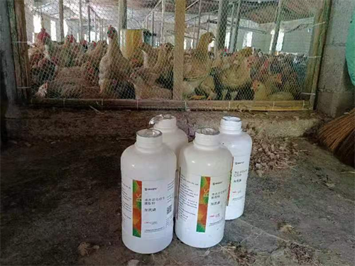 加芪康治疗肉鸡感冒